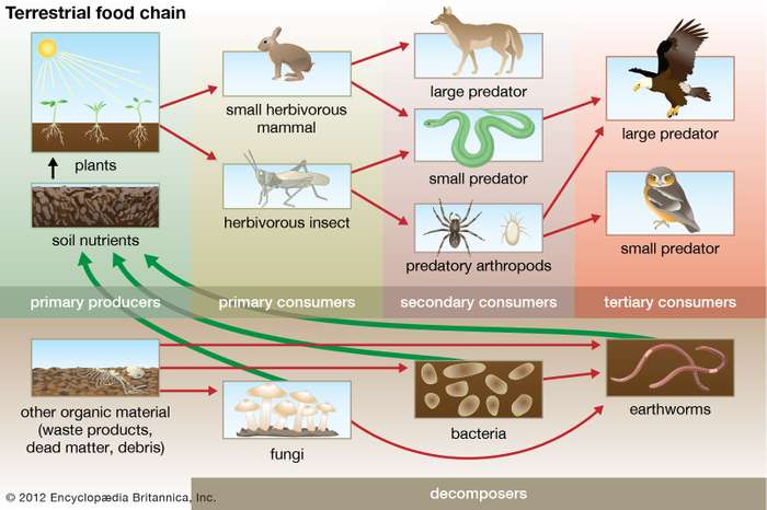 terrestrial ecosystem examples